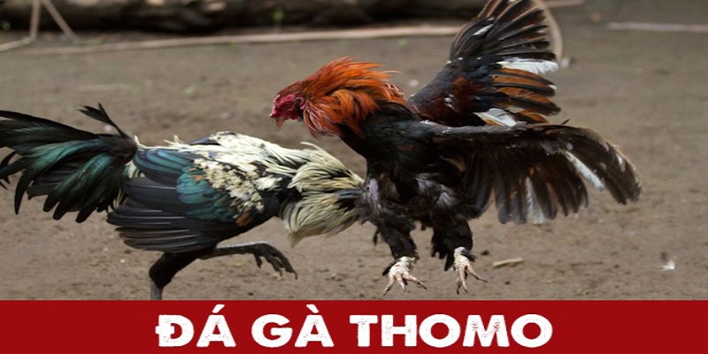 Chất lượng game đá gà trực tiếp Thomo tại Hi88