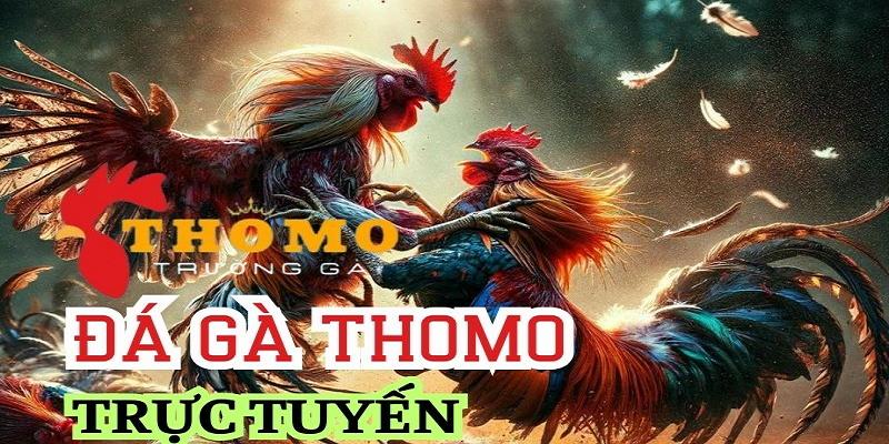 Giới thiệu game đá gà Thomo trực tuyến hot nhất hiện nay